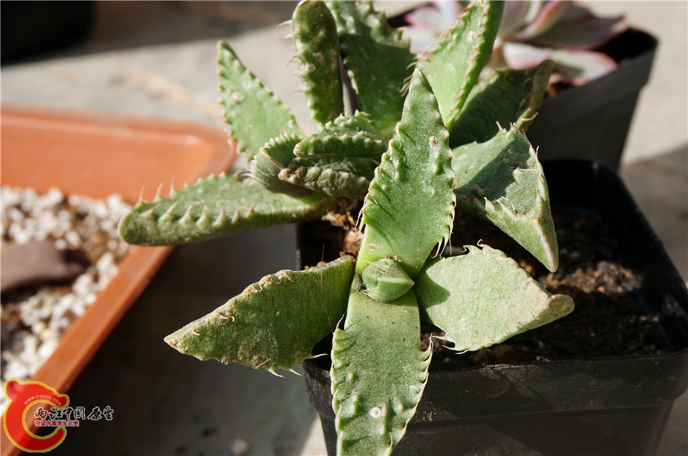 多肉 秋（二）05.jpg