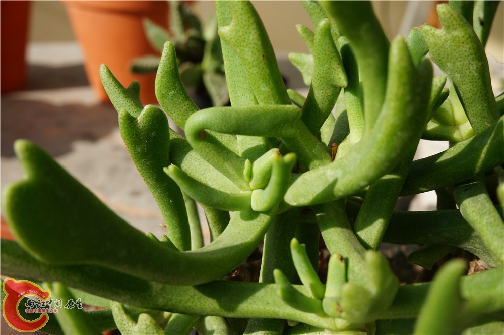 多肉 秋（二）06.jpg