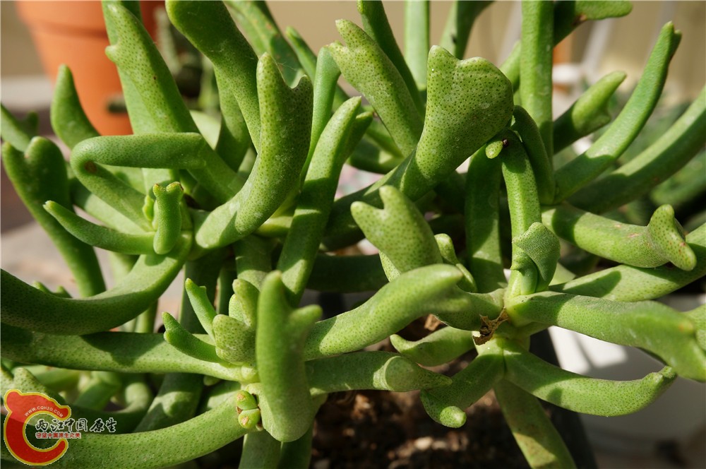 多肉 秋（二）07.jpg