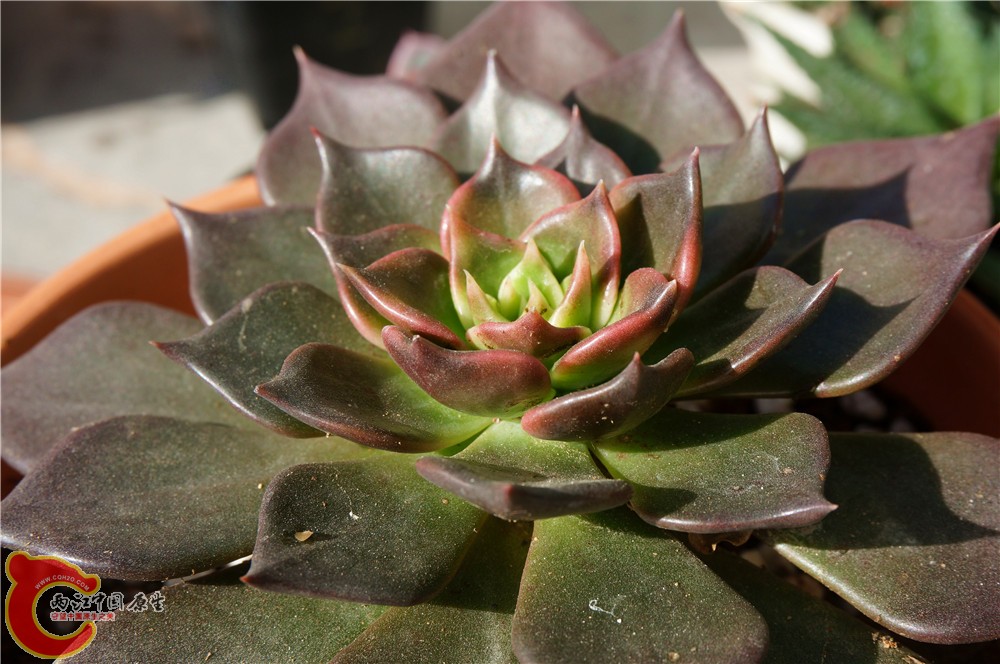 多肉 秋（二）08.jpg