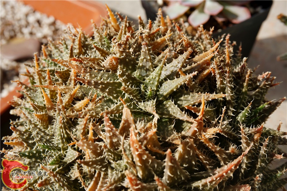 多肉 秋（二）09.jpg