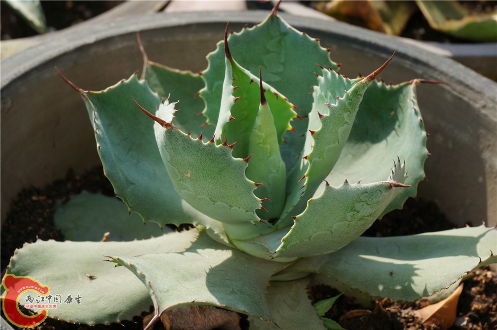 多肉 秋（二）10.jpg