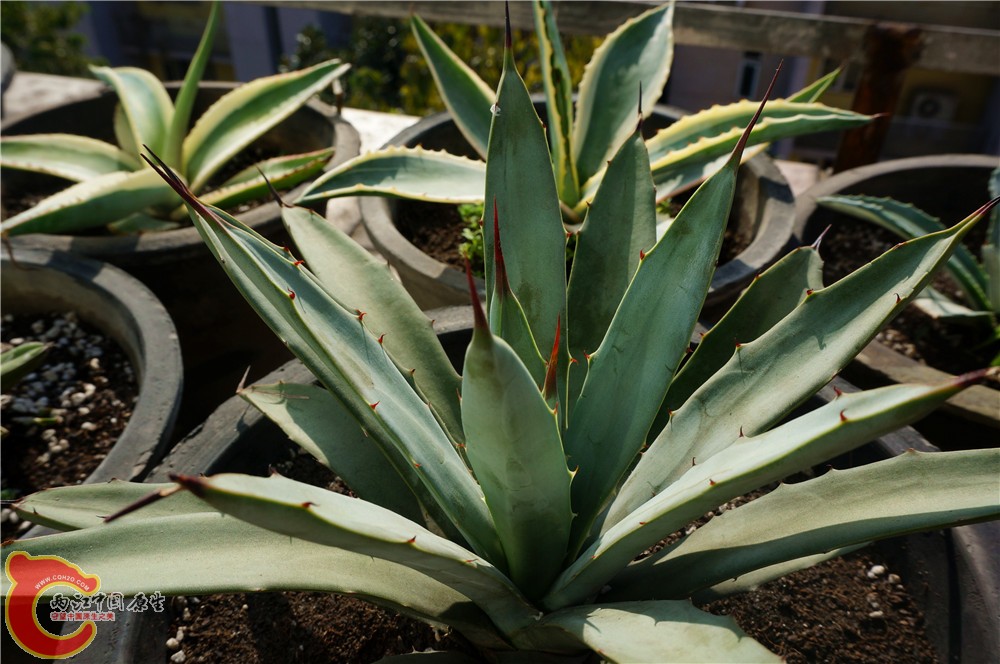 多肉 秋（二）11.jpg