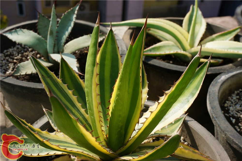 多肉 秋（二）12.jpg