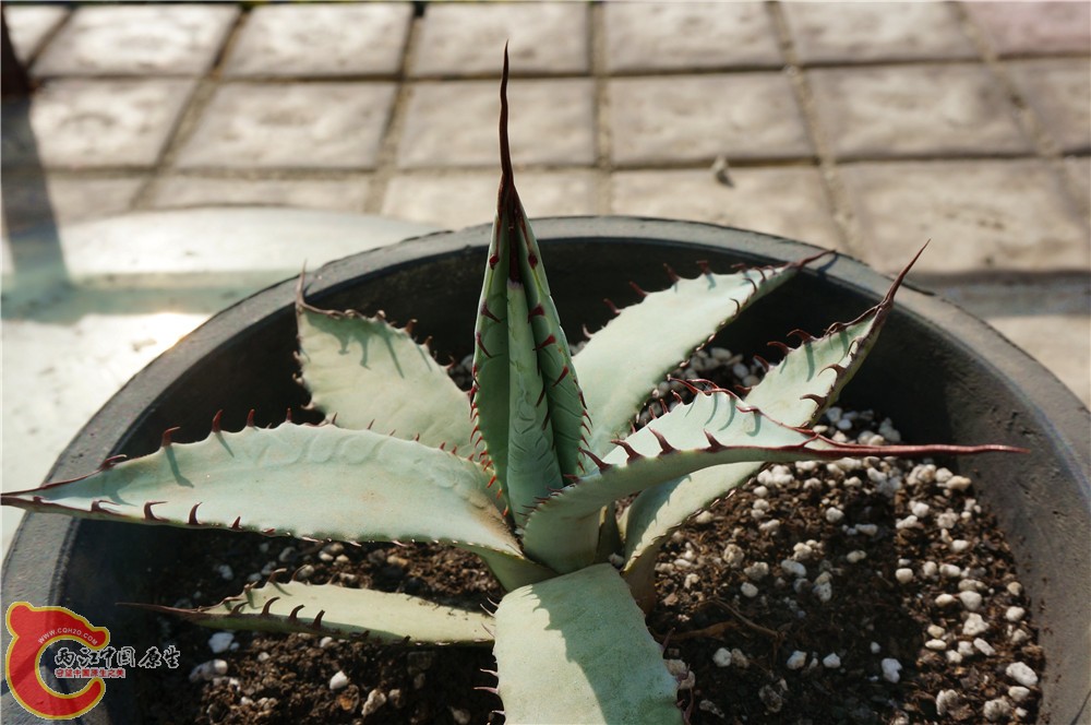 多肉 秋（二）13.jpg