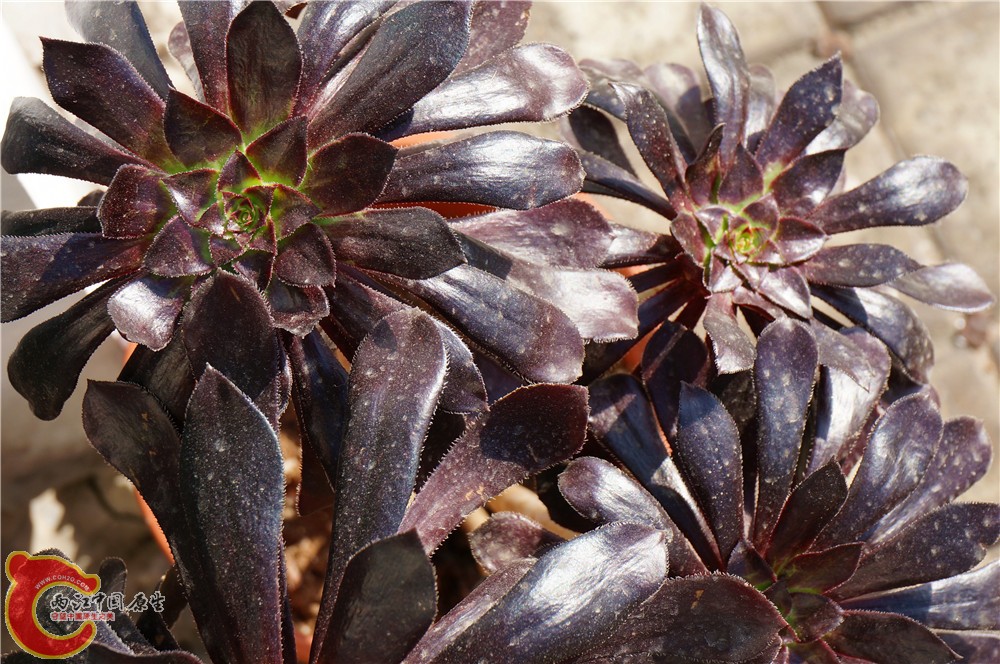 多肉 秋（二）14.jpg