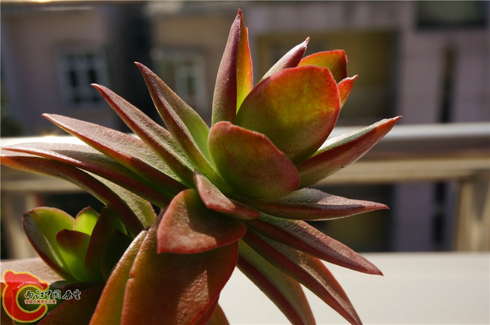 多肉 秋（二）15.jpg