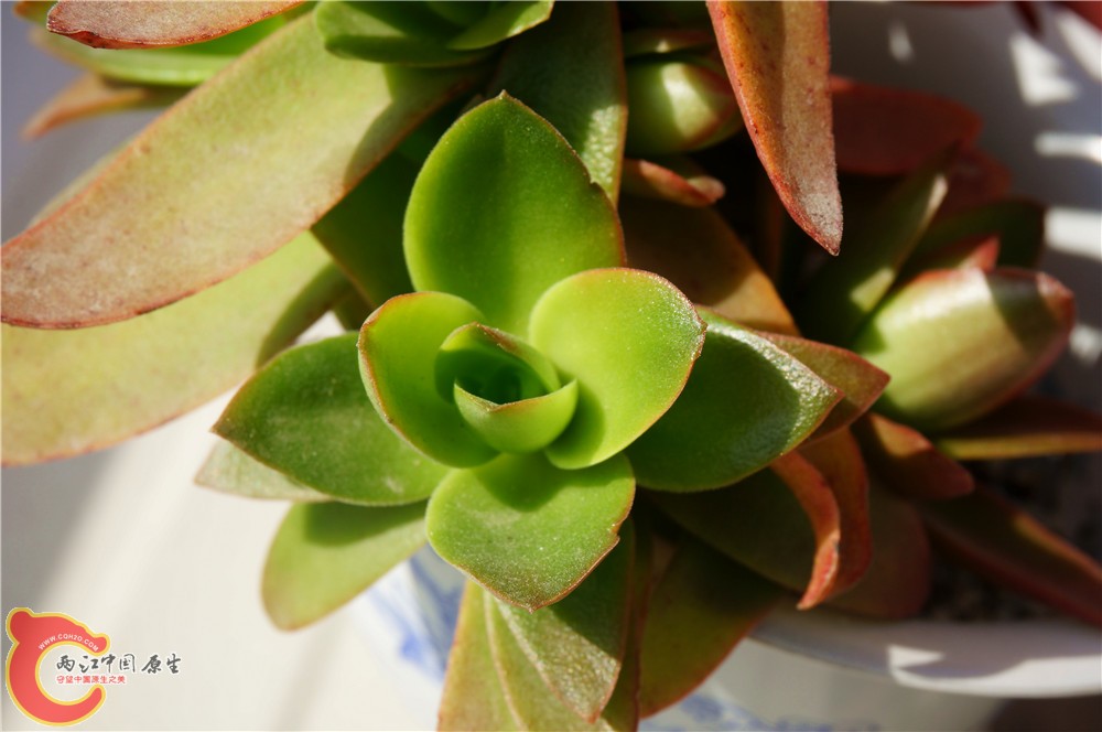 多肉 秋（二）16.jpg