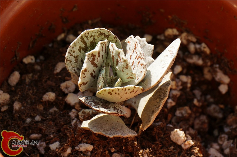 多肉 秋（二）17.jpg
