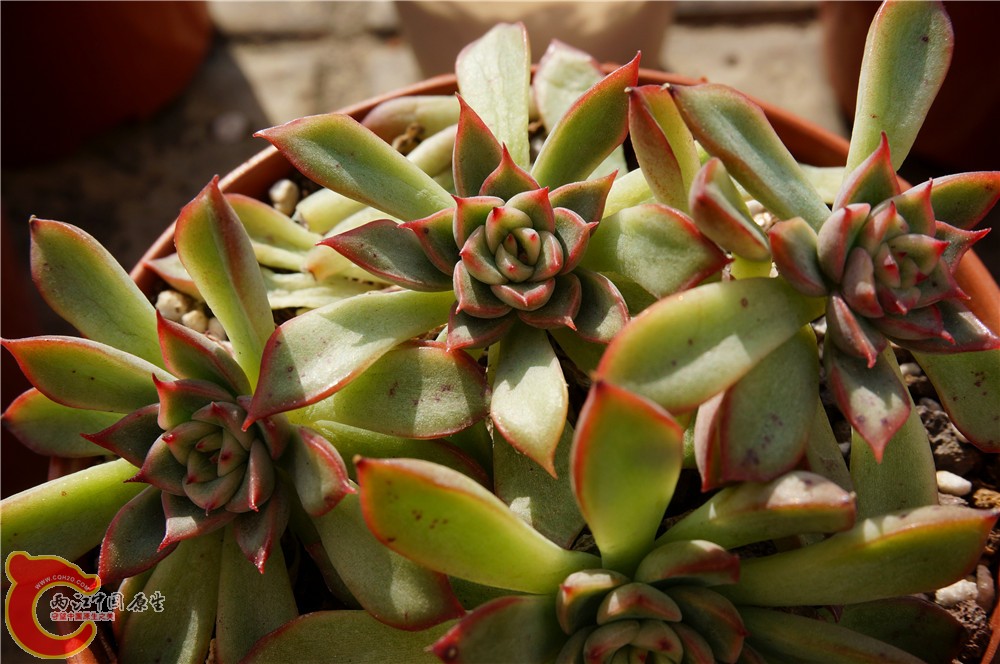 多肉 秋（二）18.jpg