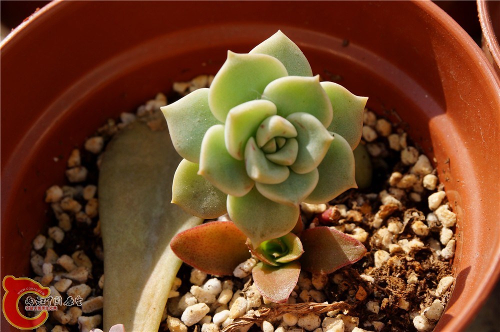 多肉 秋（二）19.jpg