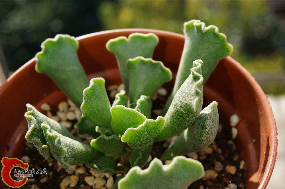 多肉 秋（二）20.jpg