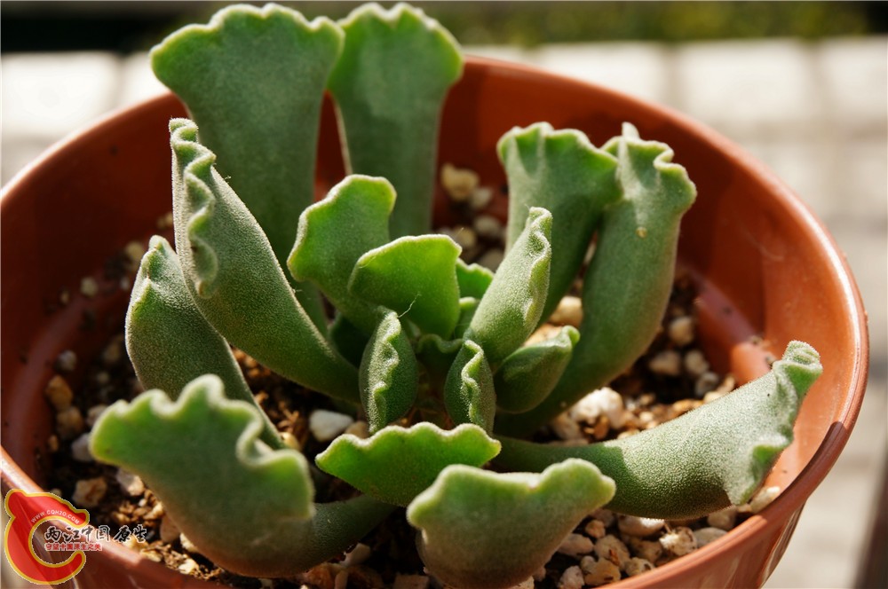 多肉 秋（二）21.jpg