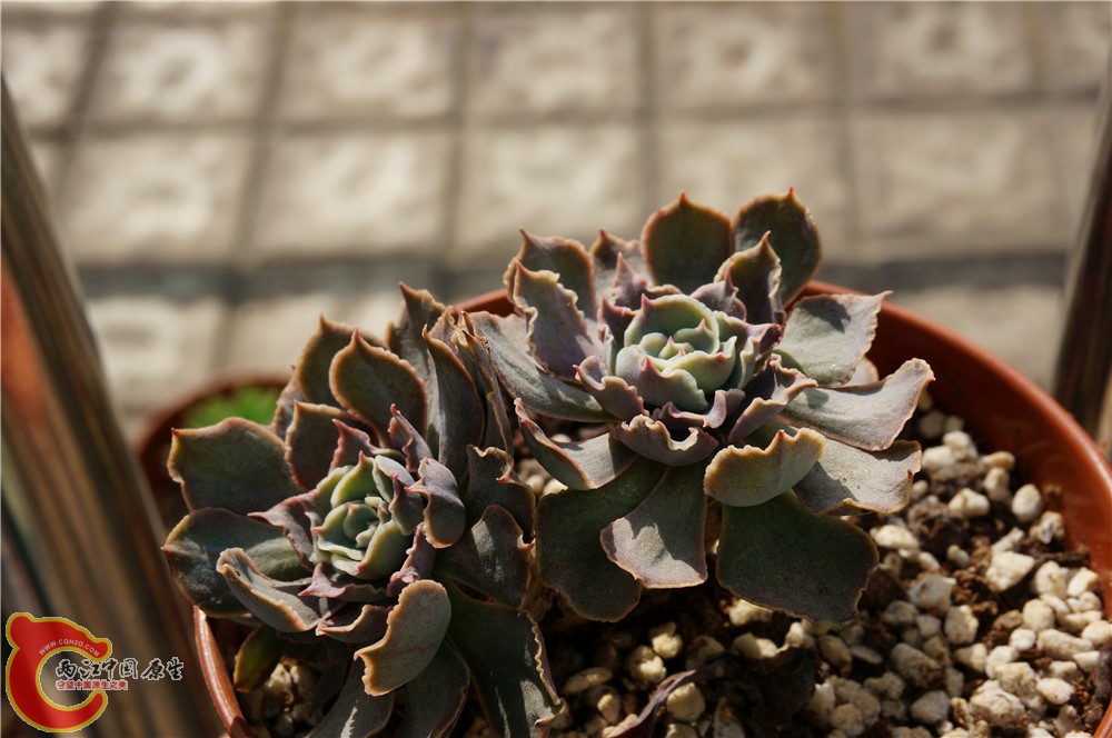 多肉 秋（二）22.jpg