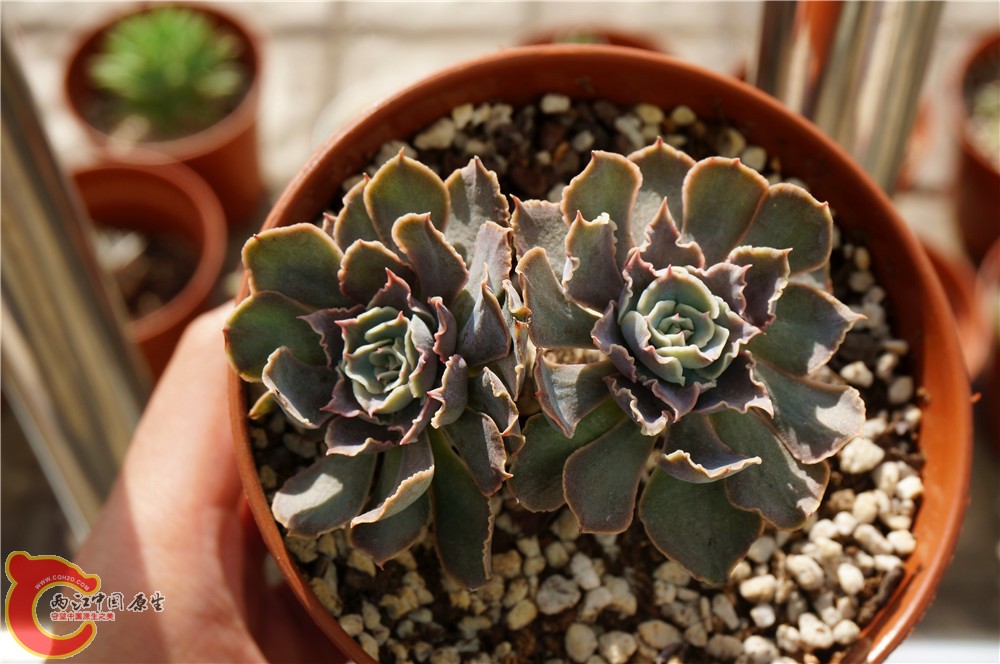 多肉 秋（二）23.jpg