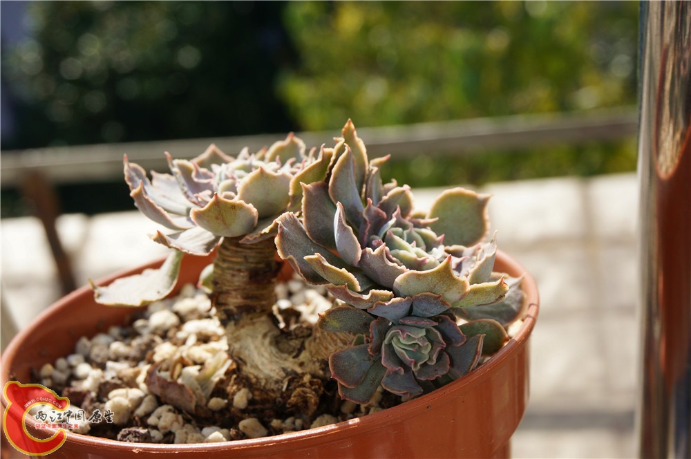 多肉 秋（二）24.jpg