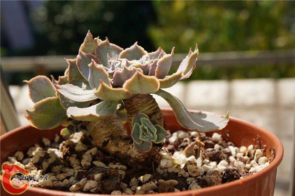 多肉 秋（二）25.jpg