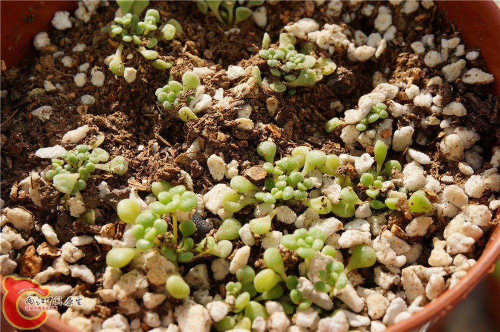 多肉 秋（二）26.jpg