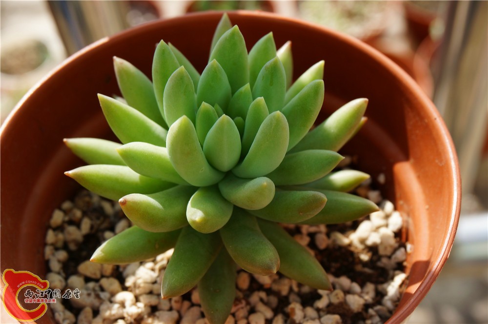 多肉 秋（二）27.jpg