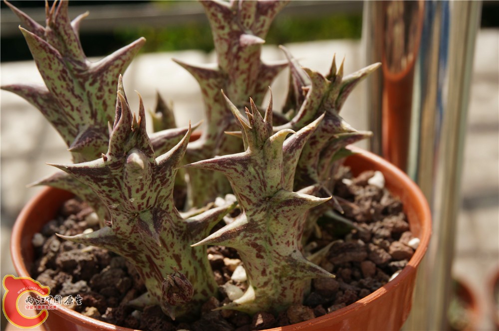 多肉 秋（二）28.jpg