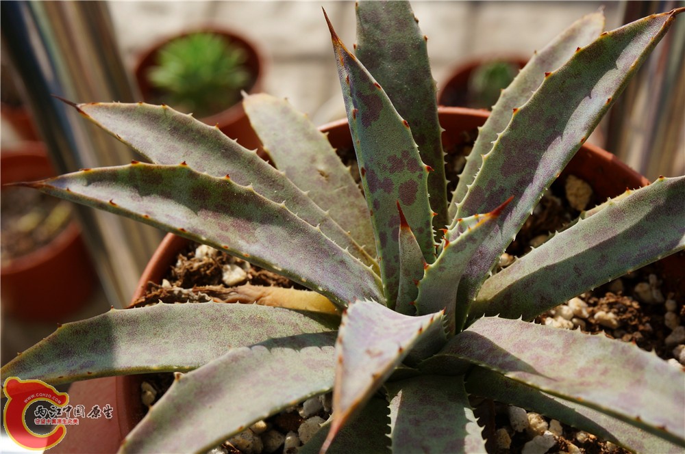 多肉 秋（二）29.jpg