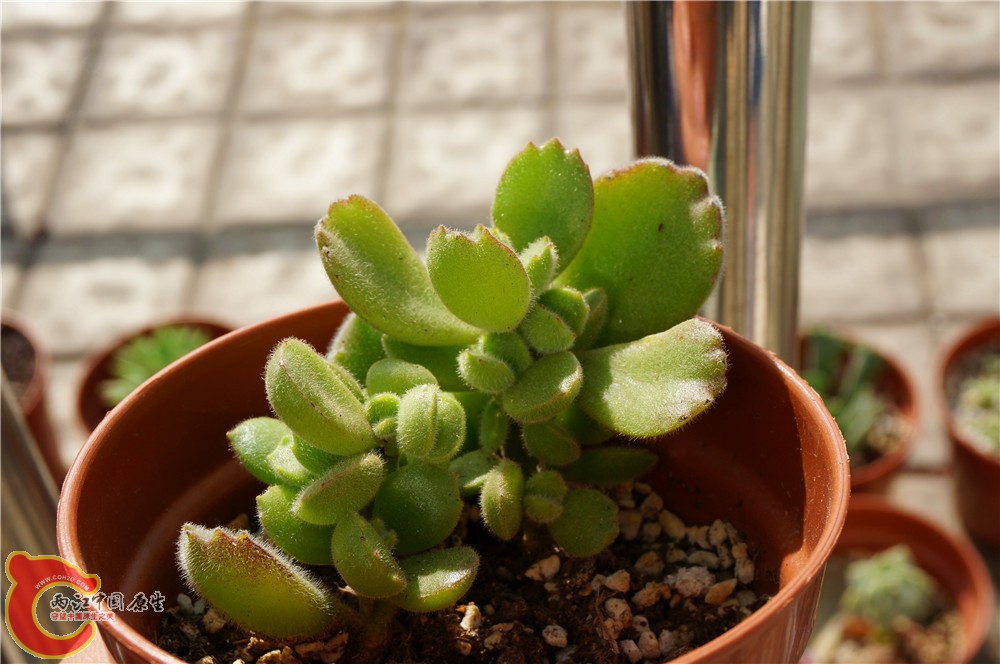 多肉 秋（二）30.jpg