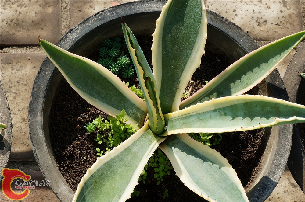 多肉 秋（二）31.jpg