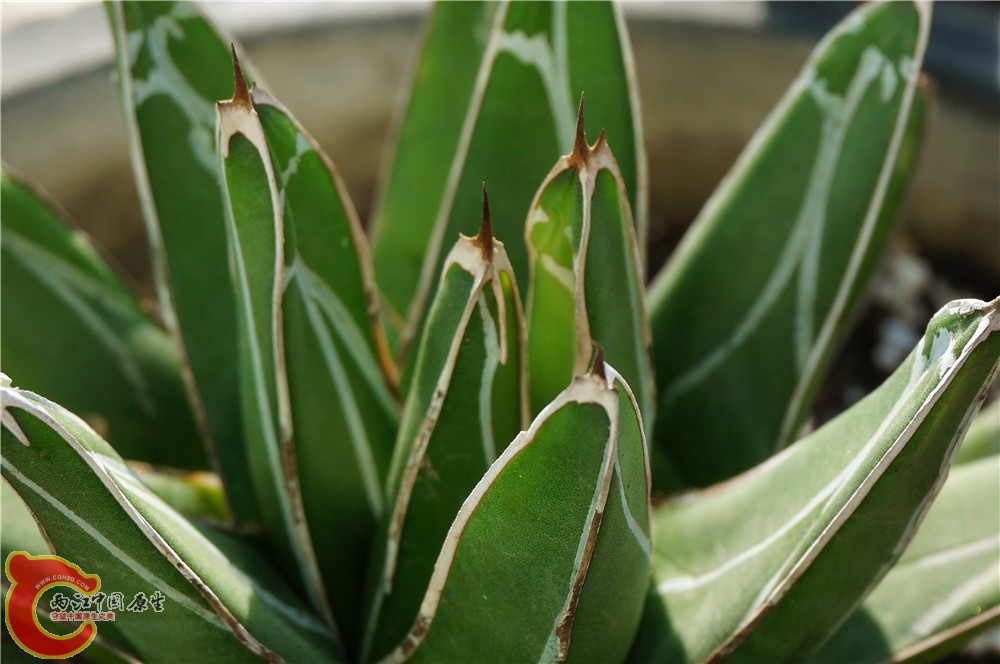 多肉 秋（二）32.jpg