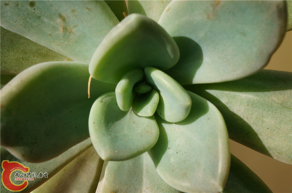 多肉 秋（二）33.jpg