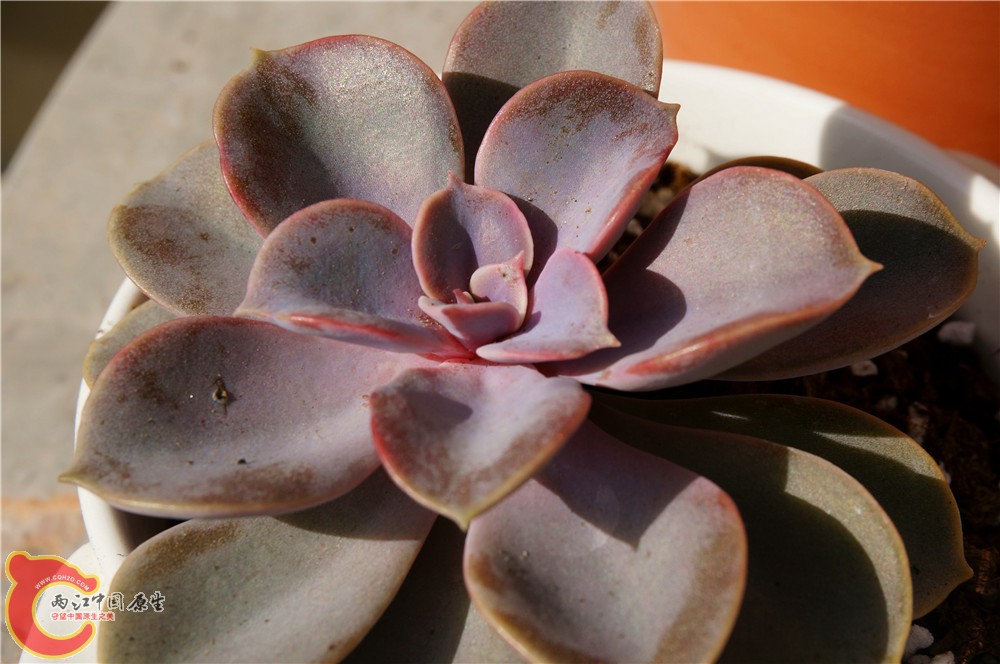 多肉 秋（二）34.jpg