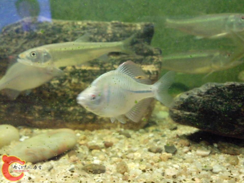 背鳍有个小斑点