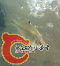 采集地：浙江天台