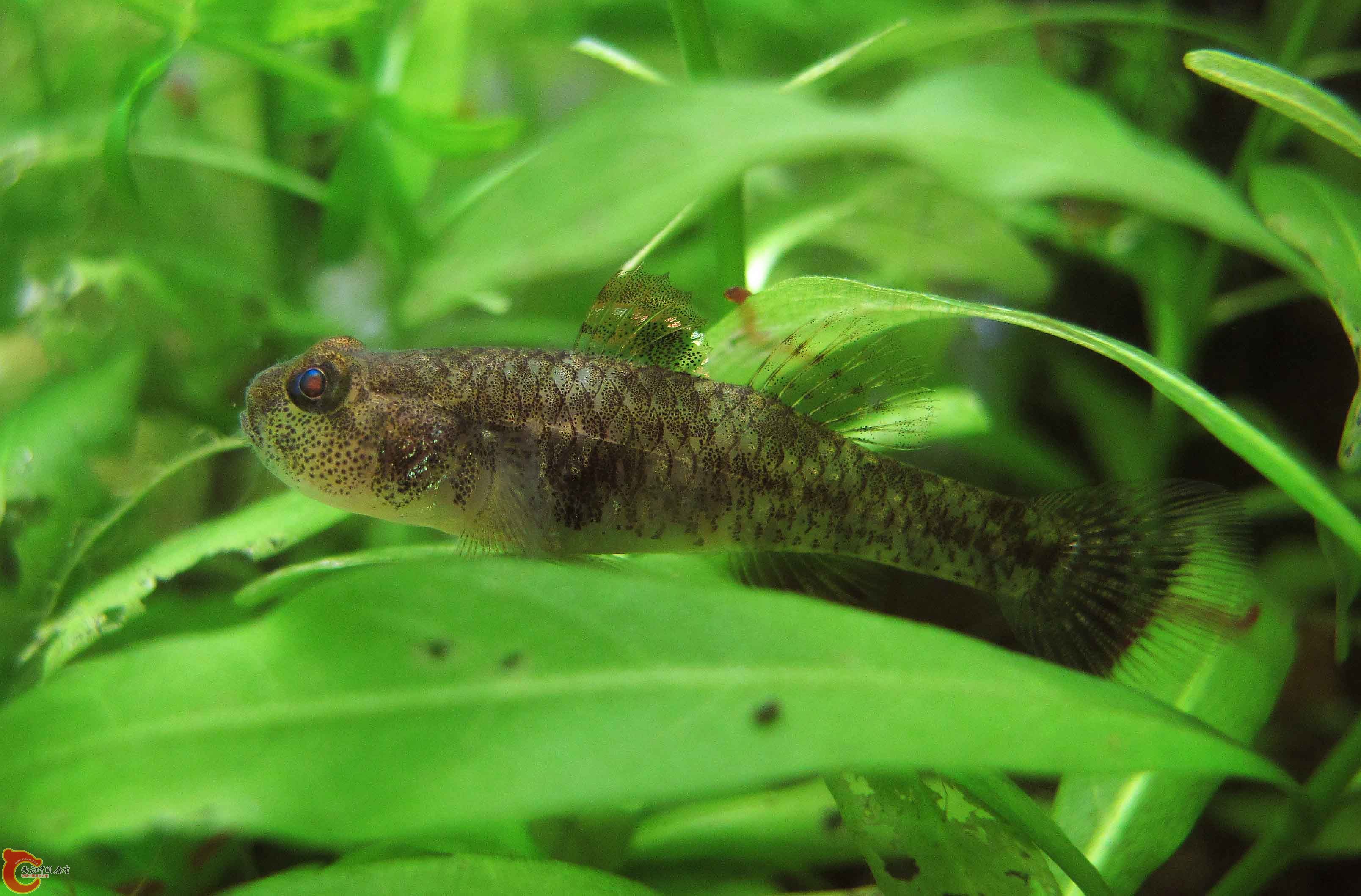 IMG_0961.JPG
