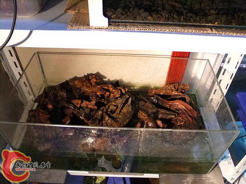 DSCF8188.JPG