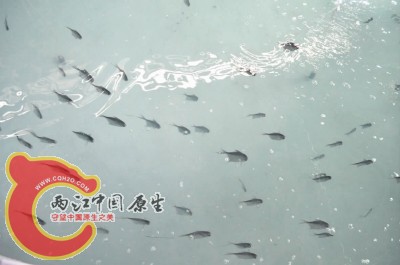 银鲳鱼幼鱼