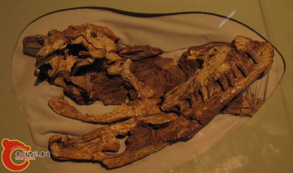 元謀盜龍 Yuanmouraptors 顱骨化石