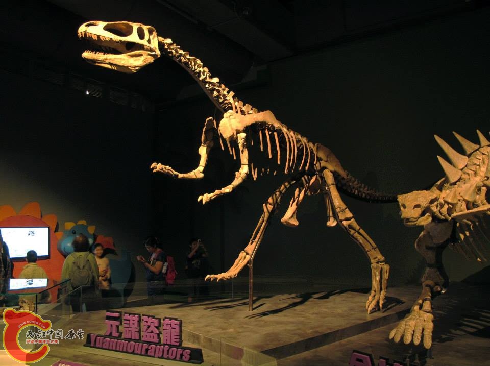 元謀盜龍 Yuanmouraptors