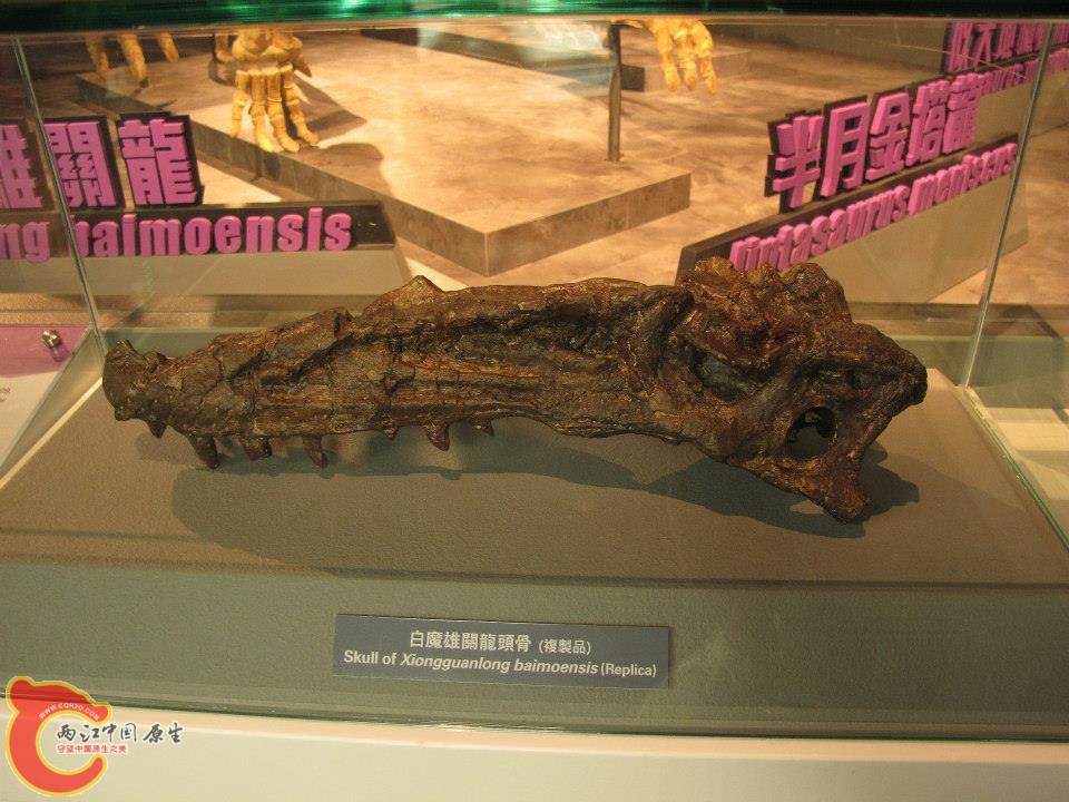 暴龍超科 雄關龍屬模式種 白魔雄關龍 Xiongguanlong baimoensis