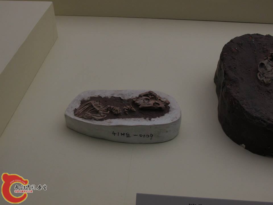 某 偷蛋龍下目 Oviraptorosauria 物種