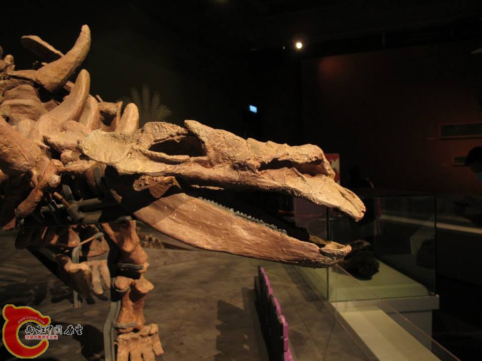 甲龍科恐龍 洛陽中原龍 Zhongyuansaurus luoyangensis
