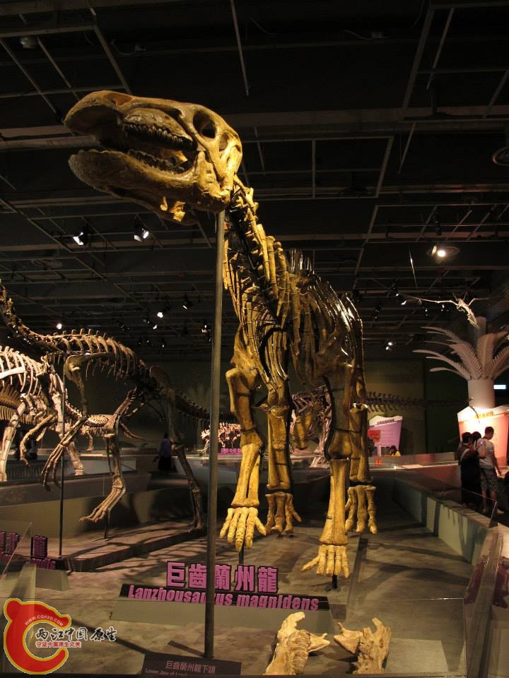 蘭州龍屬模式種 巨齒蘭州龍 Lanzhousaurus magnidens