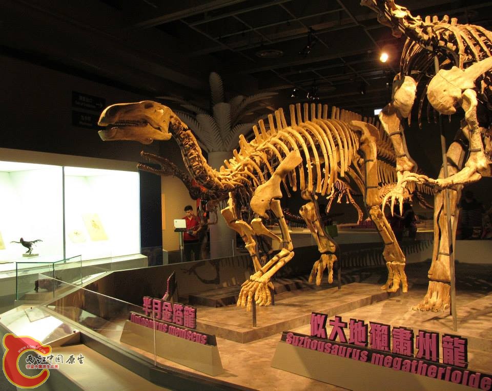 金塔龍屬模式種 半月金塔龍 Jintasaurus meniscus
