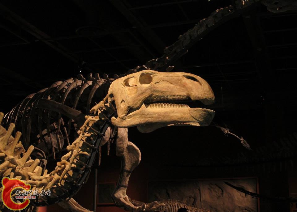 金塔龍屬模式種 半月金塔龍 Jintasaurus meniscus