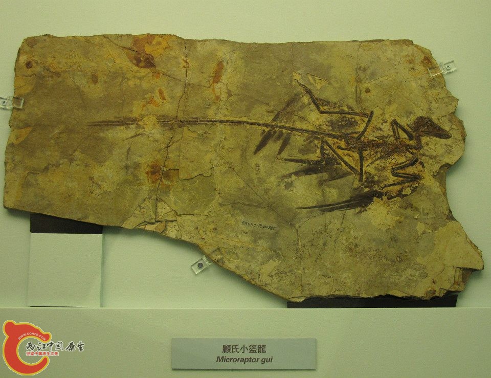 馳龍科小盜龍屬 顧氏小盜龍 Microraptor gui