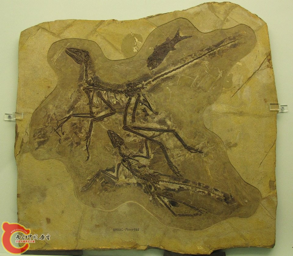 傷齒龍科 近鳥龍屬模式種 赫氏近鳥龍 Anchiornis huxleyi