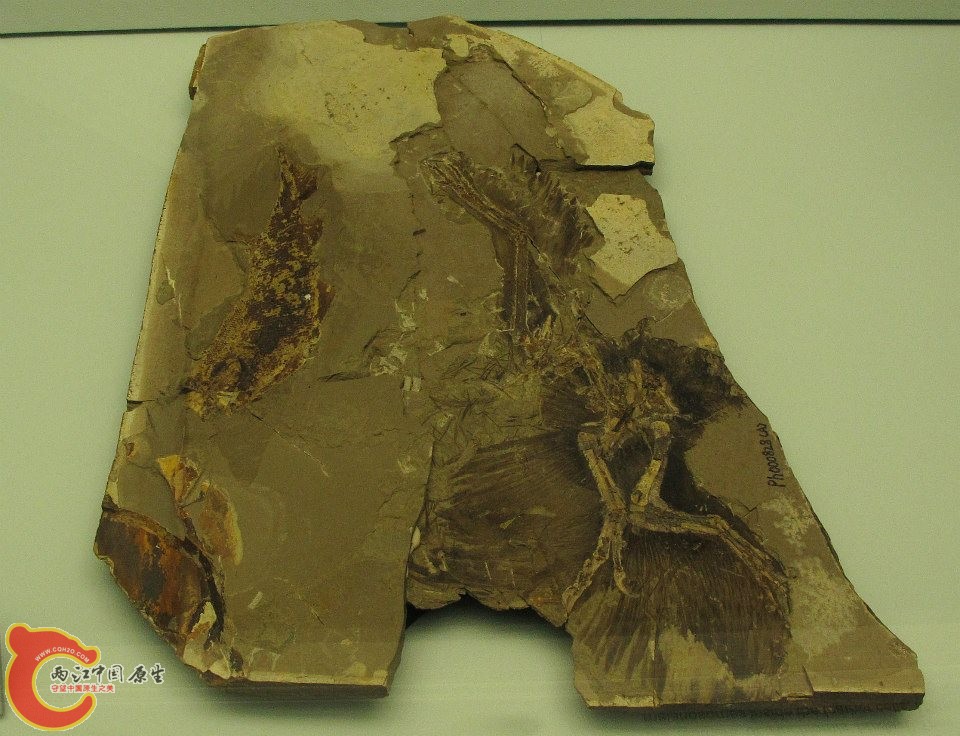 傷齒龍科 近鳥龍屬模式種 赫氏近鳥龍 Anchiornis huxleyi