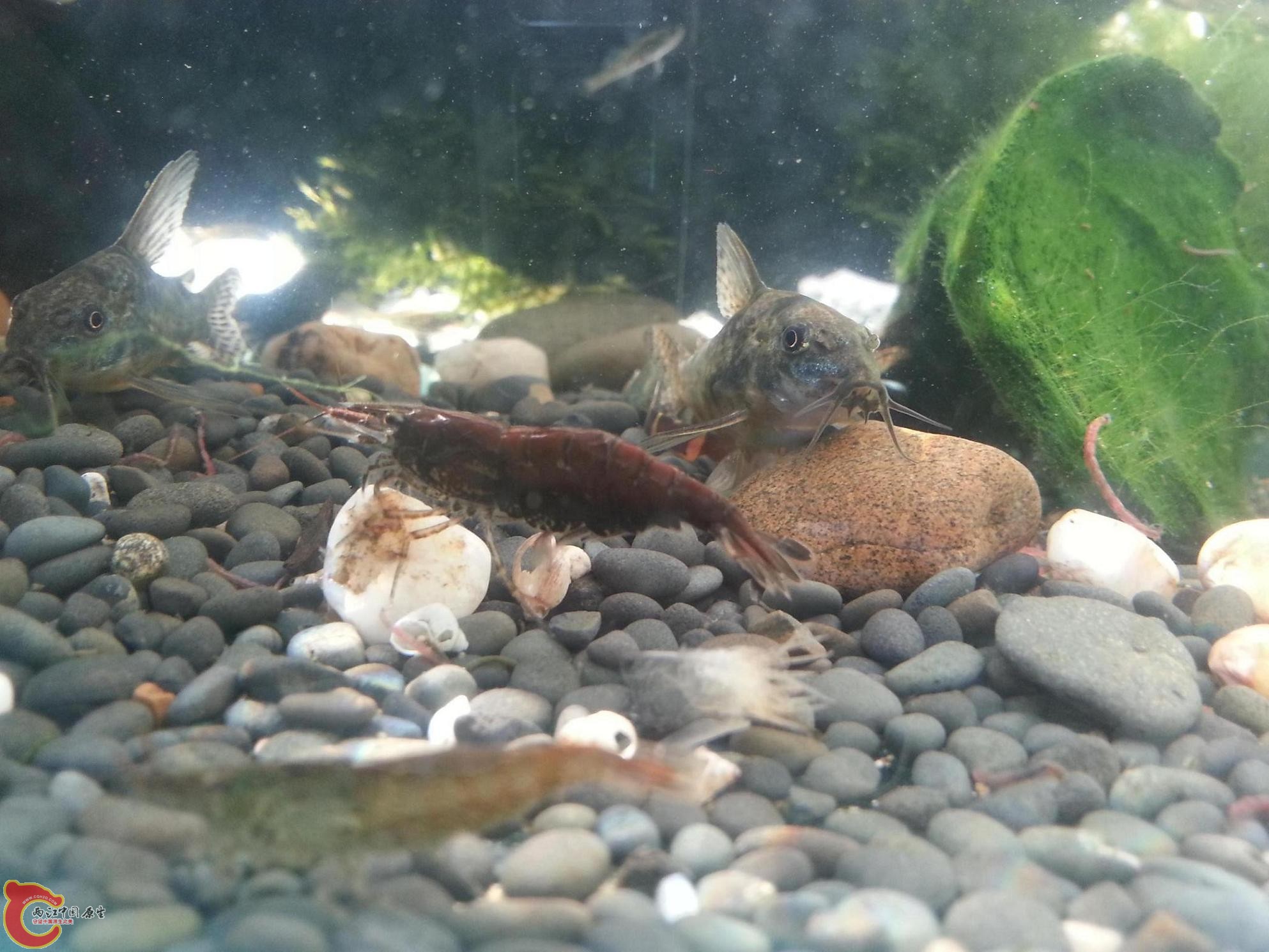 烤漆土红黑壳虾