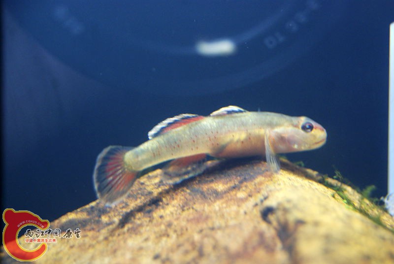 虾虎004.jpg