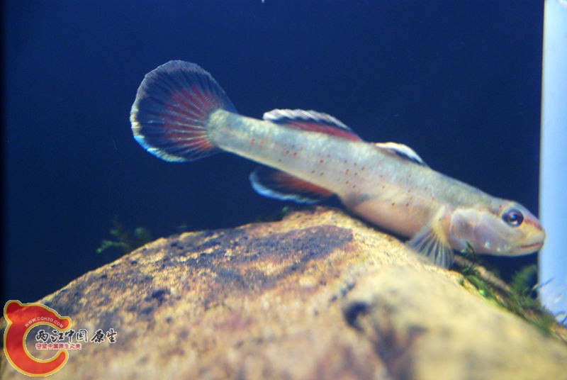 虾虎005.jpg