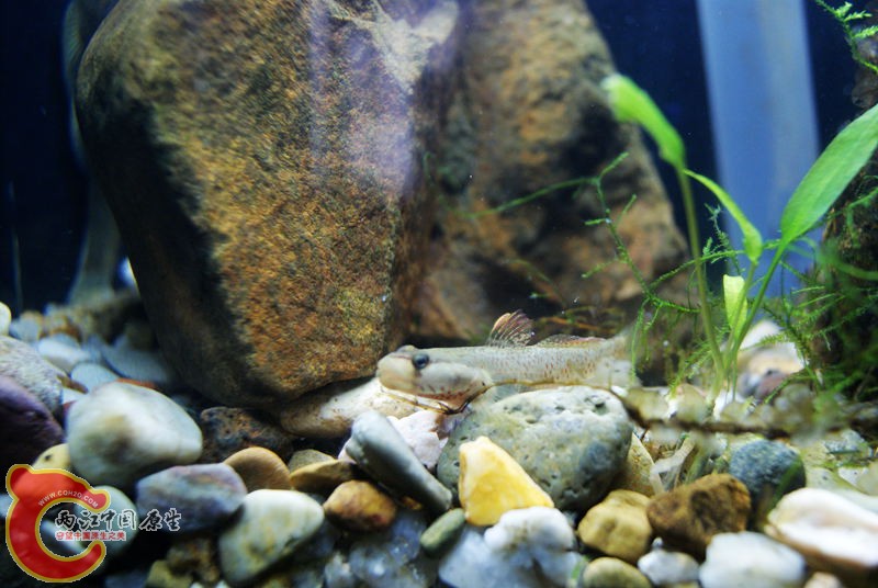 虾虎010.jpg